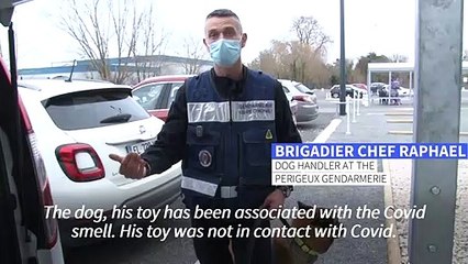 Dogs in France are being trained to detect Covid-19 in human sweat