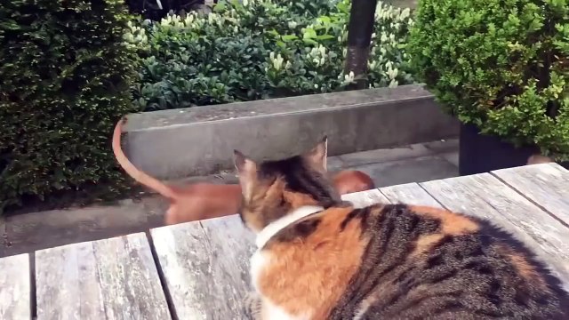 Cat protects his dog friend