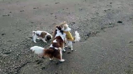 Jeux avec Juliane à la mer