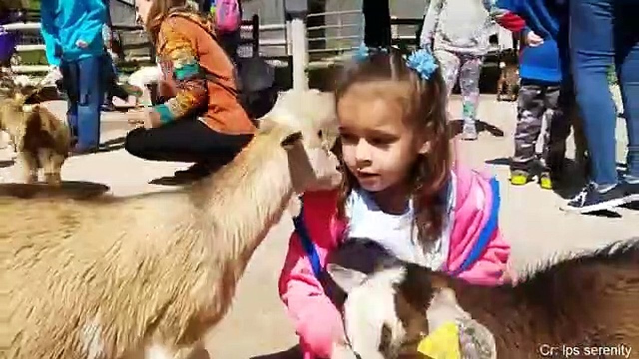 Funniest Animals Scaring People Reactions of 2019 Weekly Compilation  Funny Pet Videos