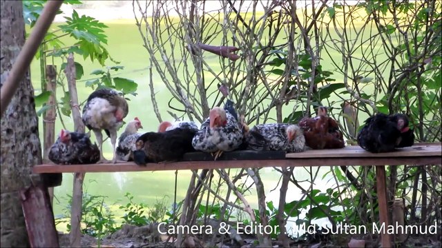 Village scenery in Bangladesh | বাংলাদেশের গ্রামের কিছু দৃশ্য