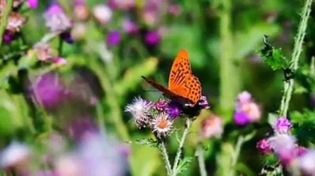 #SoothingRelaxation #Beautiful #RelaxingMusic #sleeping #stressrelief#Soulful #Meditation #Healing #peaceful#naturesounds #yoga #Spiritualmusic #spa