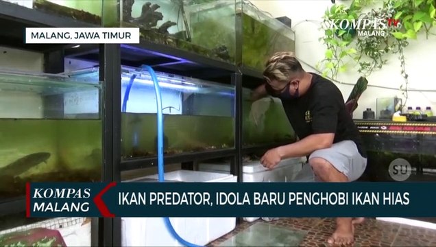 Mengenal Ikan Predator, Idola Baru Penghobi Ikan Hias