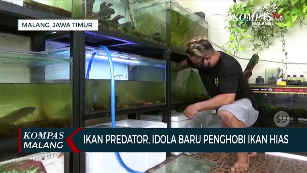Mengenal Ikan Predator, Idola Baru Penghobi Ikan Hias