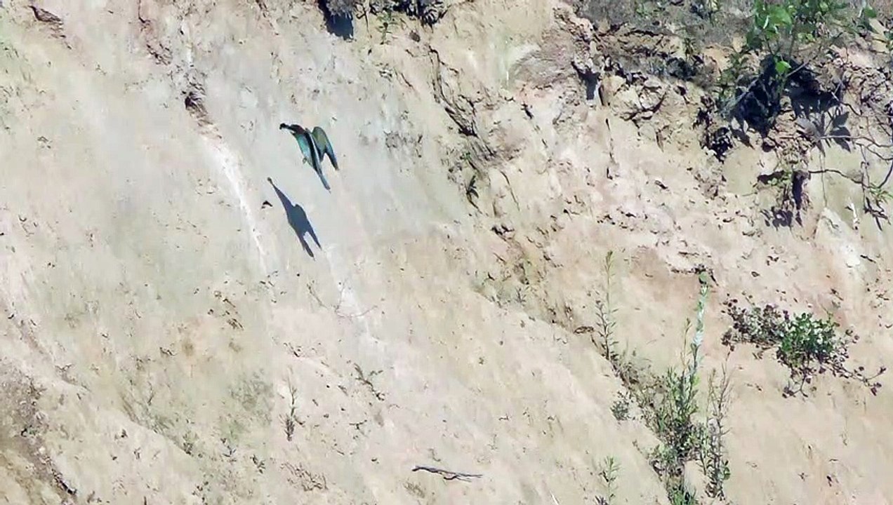 Bienenfresser Teil 1