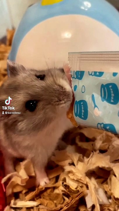 hamster