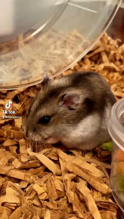 hamster