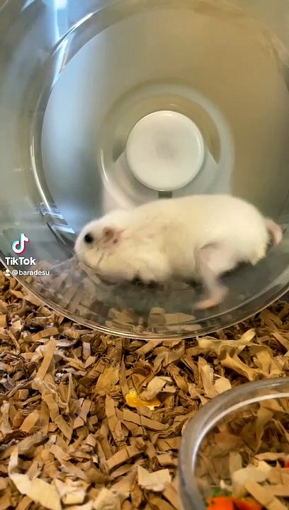 hamster