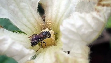How to bees swell and pollinate?
