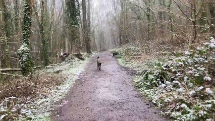 Whippet/Lurcher First Walk In The Snow