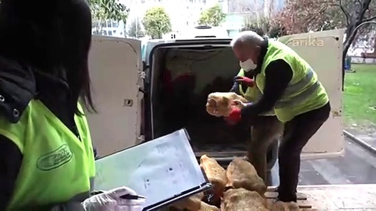 ESENYURT BELEDİYESİ ÜRETİCİNİN ELİNDE KALAN PATATESLERİ SATIN ALARAK İHTİYAÇ SAHİPLERİNE DAĞITMAYA BAŞLADI