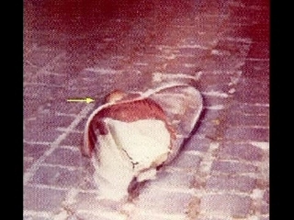 Aliens_Photos_50s-00s_What_are_Fake__What_are_Genuine