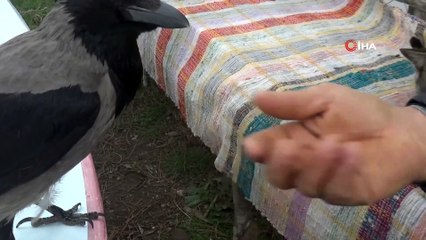 Otomobille Gezen Karga Görenleri Şaşırtıyor