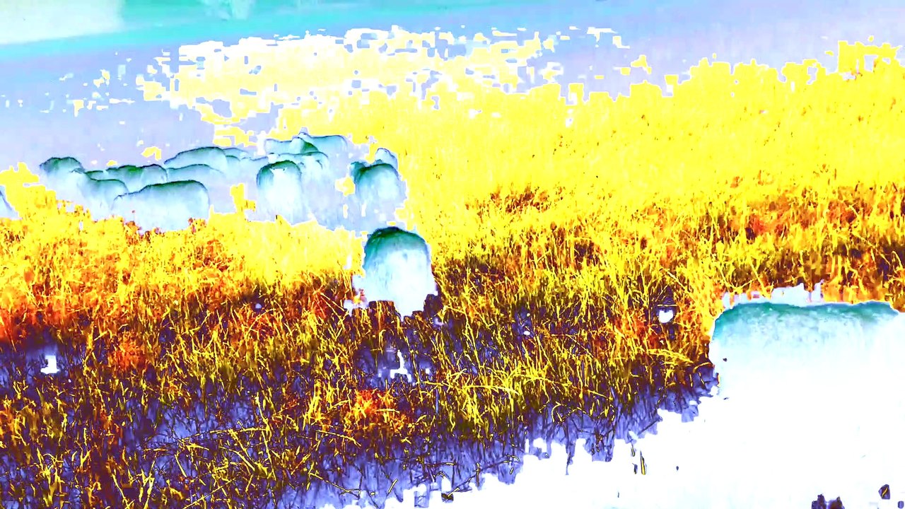 Sheep