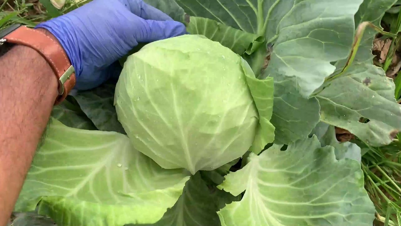 Fresh cabbage picking from the farm | America | New Jersey