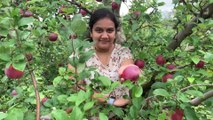 Fresh apple picking from the farm | America | Pennsylvania