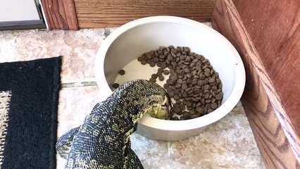 Ce gros lézard apprivoisé se prend pour un chien