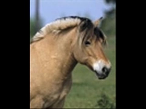 Non un cheval ne se mange pas