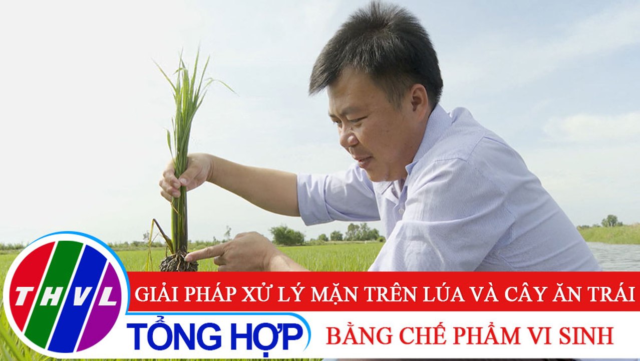 Nông nghiệp bền vững: Giải pháp xử lý mặn trên lúa và cây ăn trái bằng chế phẩm vi sinh