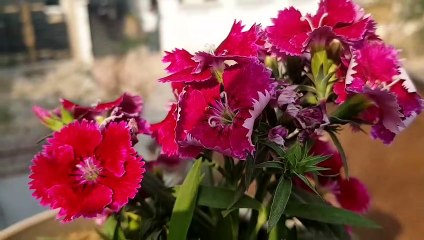 My Garden view -Safina Khan -Safina kitchen