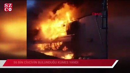 56 bin civcivin bulunduğu kümes yandı