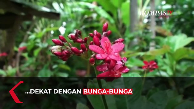 Madu Kele-kele Primadona Bisnis Baru di Gianyar, Bali