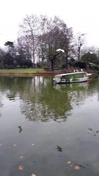 Envol des mouettes au lac Daumesnil