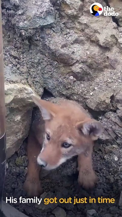 Baby Coyote Watched His Family Get Out In Time As Den Collapsed Around Him