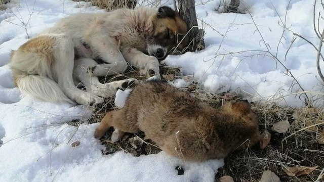 Donarak ölen yavrusunun başından ayrılmadı