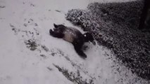 Los osos panda del Zoo de Washington disfrutan como niños de la gran primera nevada del año