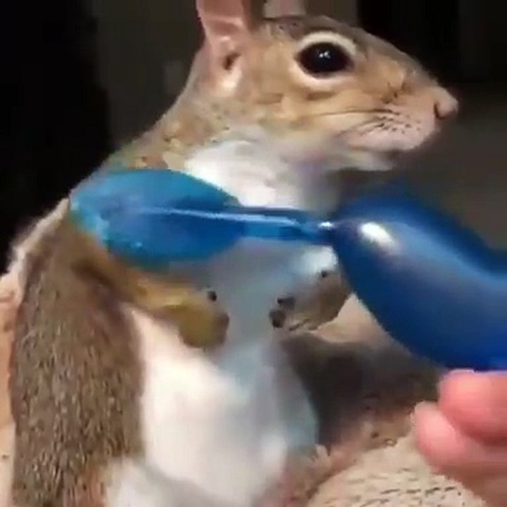 Squirrel love to do this, Nature is Amazing, funny pet squirrel video