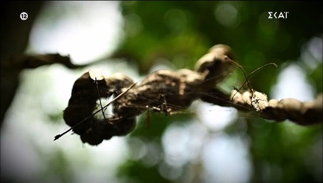 Survivor Spoiler: Δες το πλάνο που πρόδωσε ποια ομάδα κερδίζει την ασυλία!