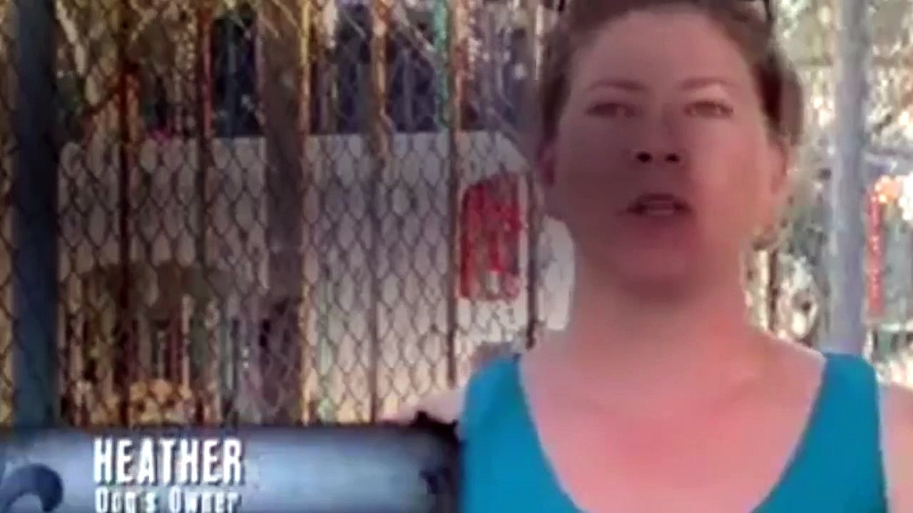 Pit Bulls And Parolees - S 05 E 13