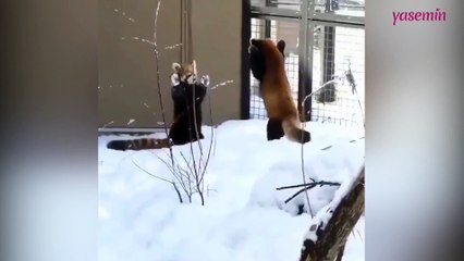 Kızıl pandaların keyifli kar oyunu!