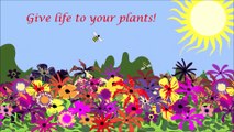 How to Care For Your Garden Plants?