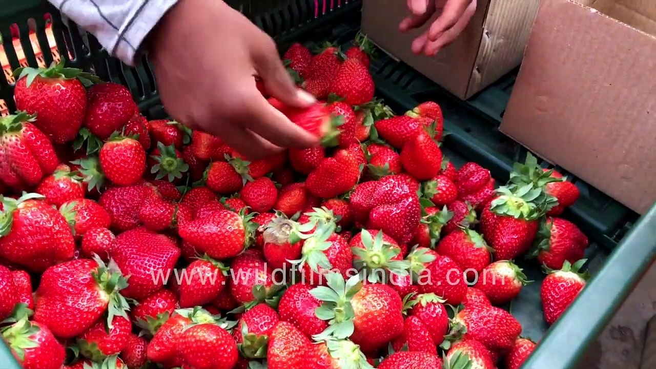 Garden strawberry farm in Maharashtra _ Fresh red strawberries at fruit