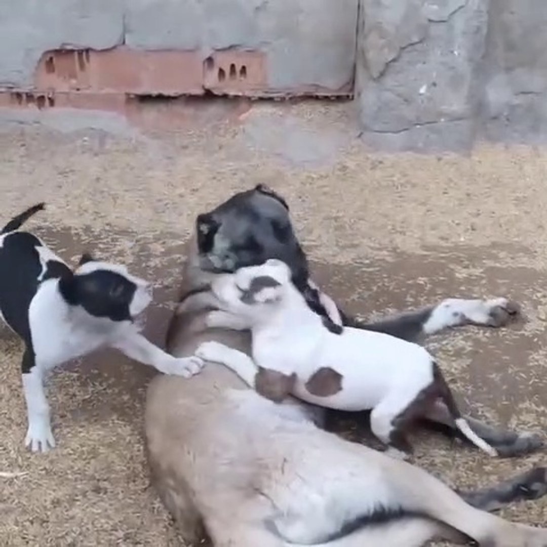 ⁣PANTER KANGAL ve PiTBULL YAVRULARI - PHANTER KANGAL and PiTBULL PUPPiES