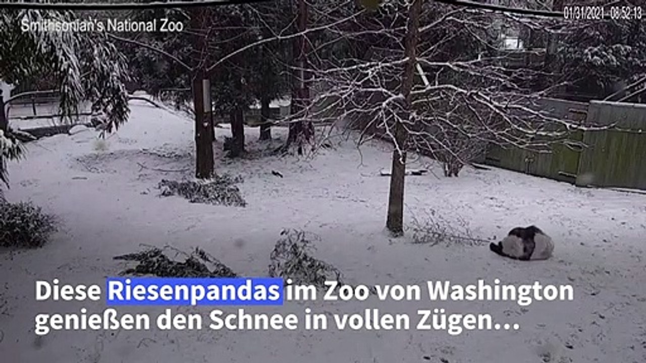 Riesenpandas purzeln in Washington durch den Schnee