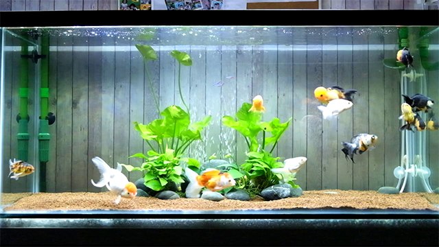 घर में मछली रखने के हैं इतने फायदे, आप भी जानें । know the benefits of keeping aquarium at home