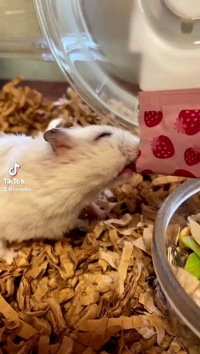 hamster