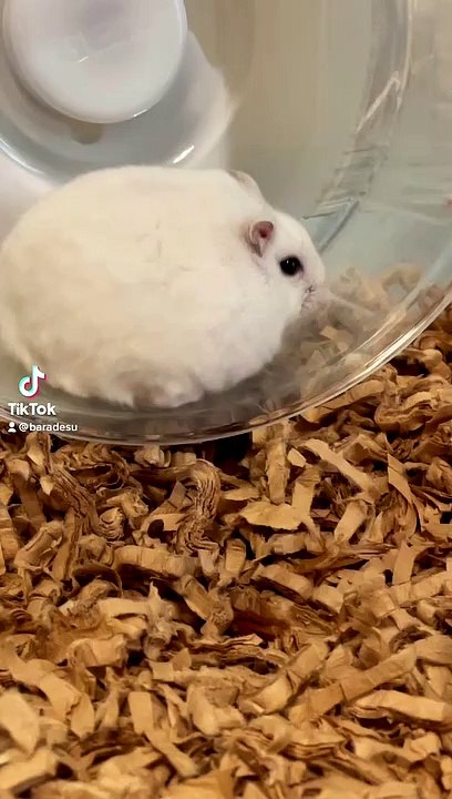 hamster