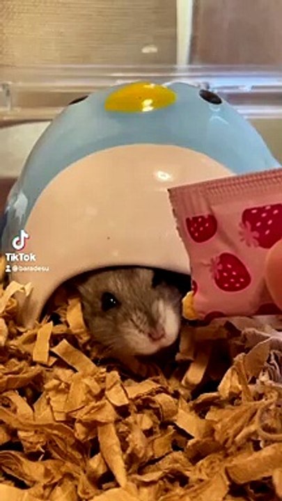 I hamster