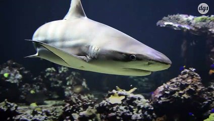 Les populations de requins et de raies ont chuté de 71% en l’espace d’un demi-siècle