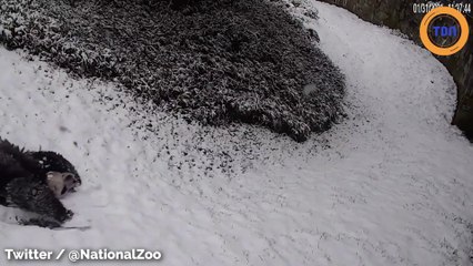 Vous allez adorer ce panda qui joue dans la neige !