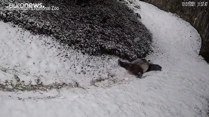 El divertido espectáculo de dos pandas jugando en la nieve