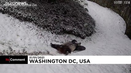 Giant Panda bears play in the snow as winter fall blankets US capital