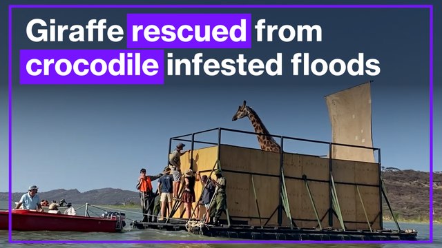 Giraffe saved from crocodile infested floods in Kenya