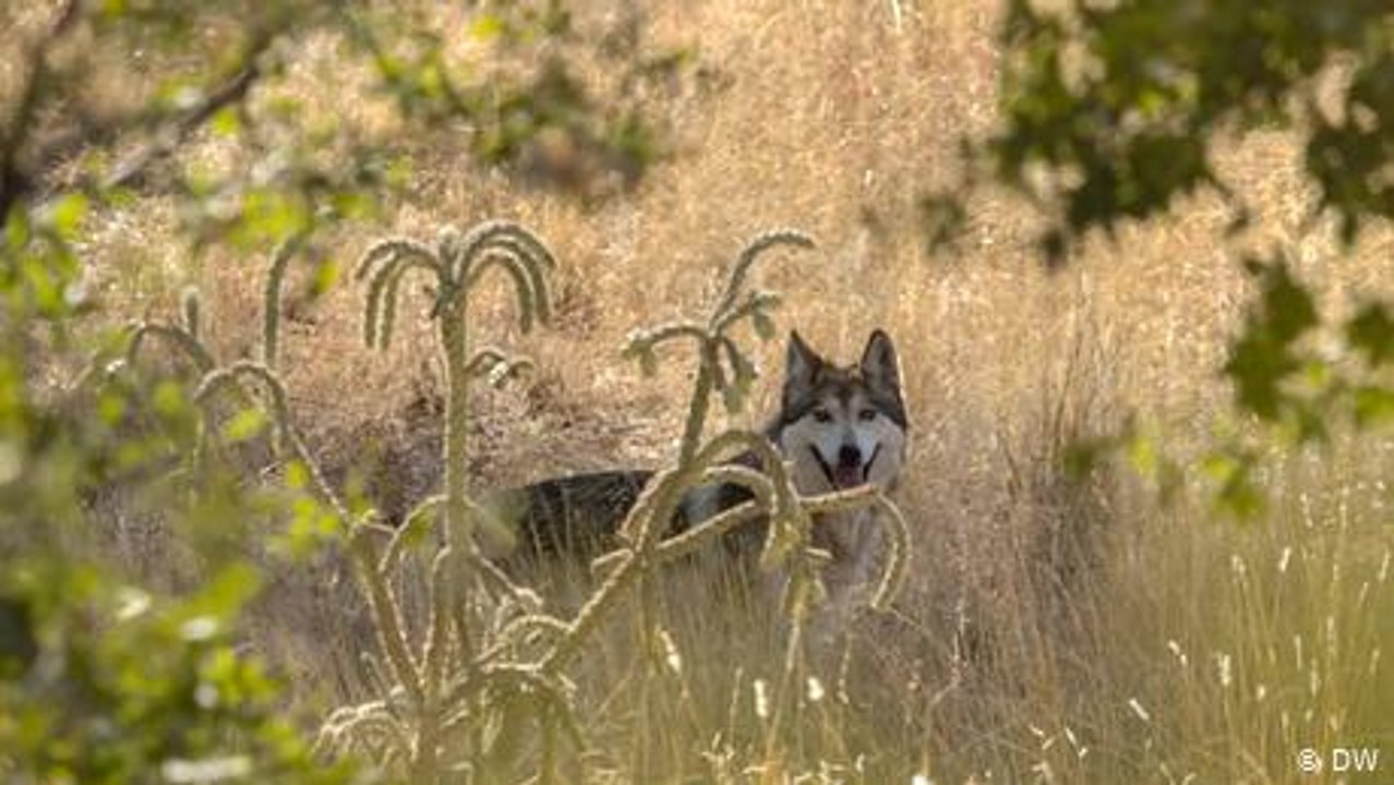 Mexiko: Die Rückkehr des Wolfes