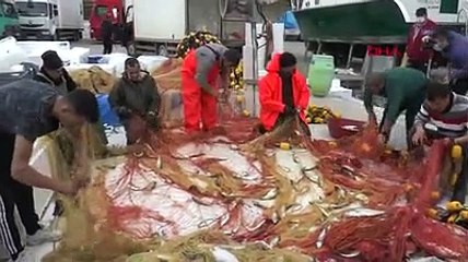 Zonguldak'ta balıkçının ağlarına 2 ton sarı kanat takıldı