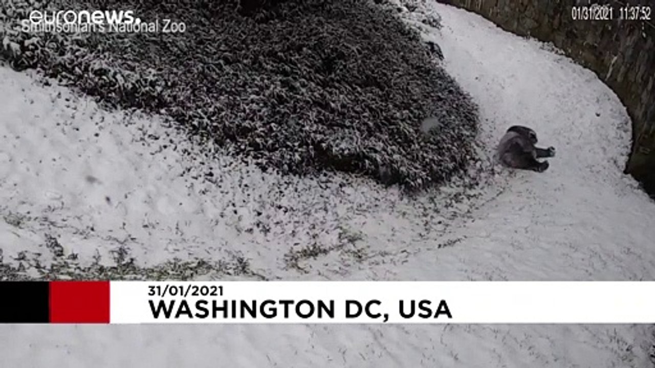 Des Pandas géants découvrent la neige